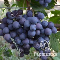 Первенец Амура-3