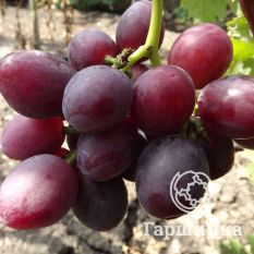 Покровский-4