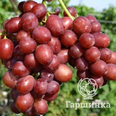 Покровский-2