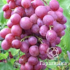 Покровский-3