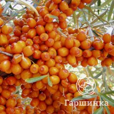 Подарок саду -1