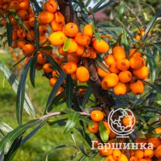 Подарок саду -2