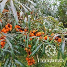 Подарок саду -3