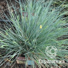 Сеслерия голубая-3