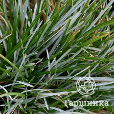 Сеслерия голубая-4