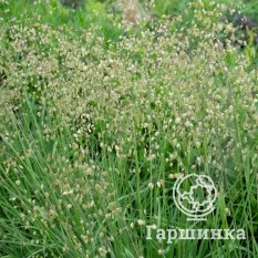 Трясунка средняя-4