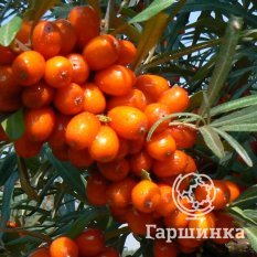 Жемчужница-2