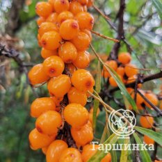 Жемчужница-3