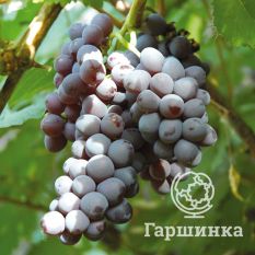 Звезда Потапенко-3