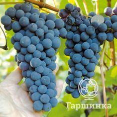 Звезда Потапенко-4