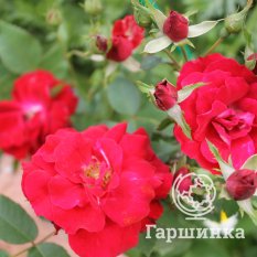 Все сорта канадской селекции-2