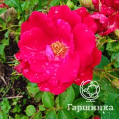 Все сорта канадской селекции-3