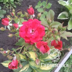 Все сорта канадской селекции-4