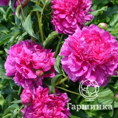 Пион Александр Флеминг-2