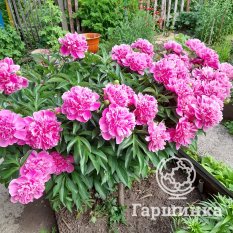 Пион Александр Флеминг-1