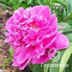 Пион Александр Флеминг-3