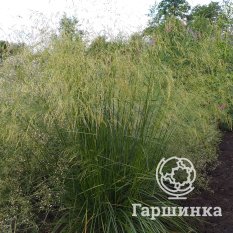 Луговик (Щучка) Голдтау-2