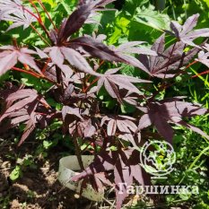 Атропурпуреум-2