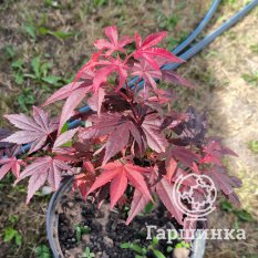 Атропурпуреум-3