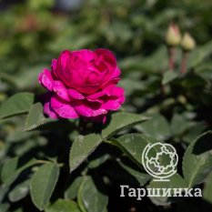 Роза Хайди Клум, Тантау-4