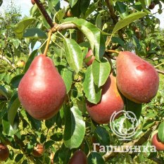 Груша Нарядная Ефимова-1