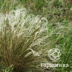 Ковыль перистый-1