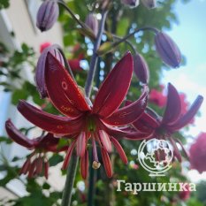 Клод Шрайд (Claude Shride)-2