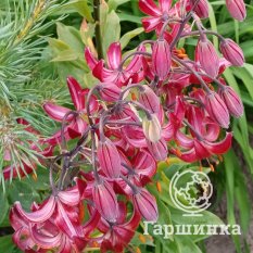 Клод Шрайд (Claude Shride)-1