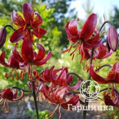 Клод Шрайд (Claude Shride)-3