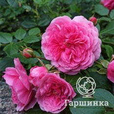 Пинк Свани-1