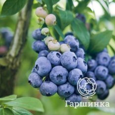 Дарроу (позднеспелый)-1