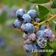 Дарроу (позднеспелый)-2