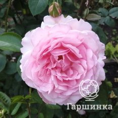 Роза Александра Принцесс де Люксембург, Топалович-3