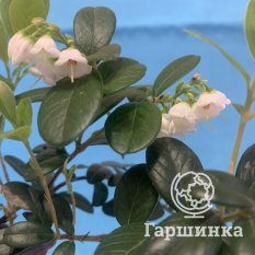 Брусника Ред Перл-3