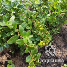 Брусника Ред Перл-2