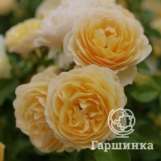 Роза Грэхам Томас-1