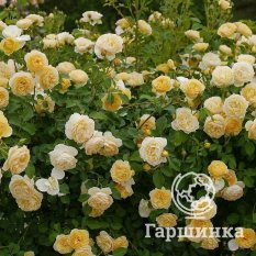 Роза Грэхам Томас-2