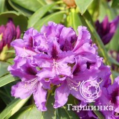 Рододендрон Распутин-2