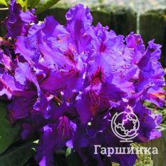 Рододендрон Распутин-3