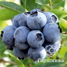 Дюк (раннеспелый)-1