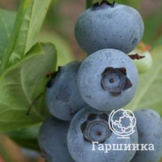 Дюк (раннеспелый)-2