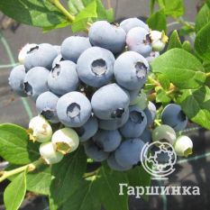 Дюк (раннеспелый)-3