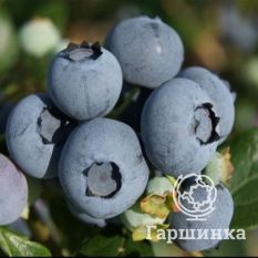 Торо (позднеспелый)-1