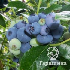 Торо (позднеспелый)-2