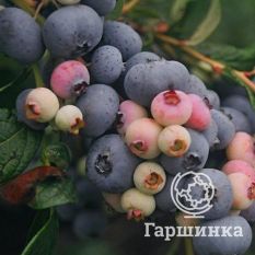 Нельсон (позднеспелый)-1