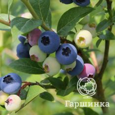 Нельсон (позднеспелый)-2