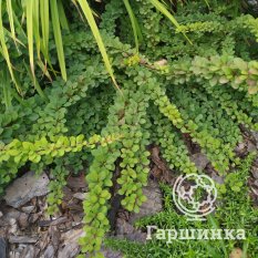 Грин Карпет-3