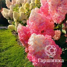 Ванила Фрайз-1