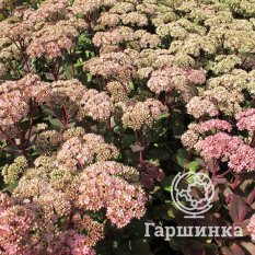 Очиток Matrona (Матрона)-1