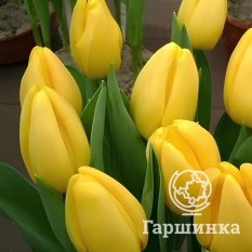 Тюльпан Голден парад-1